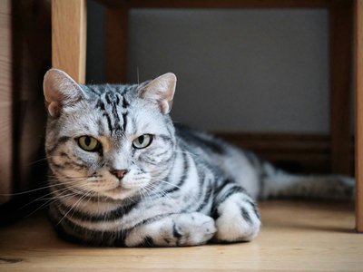 Кот