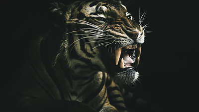 тигр, фон, зверь