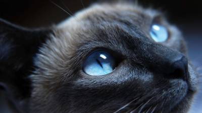 Cat Blue Eyes