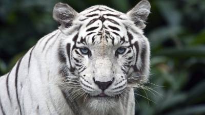 Белая тигрица