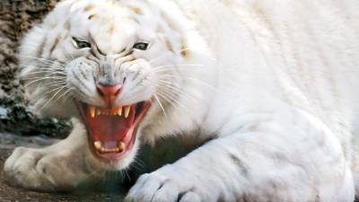 Angry white tiger