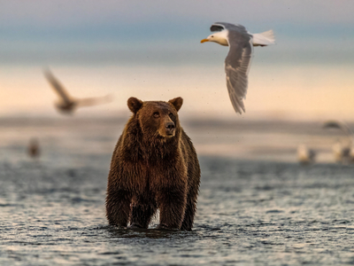 Бурый медведь