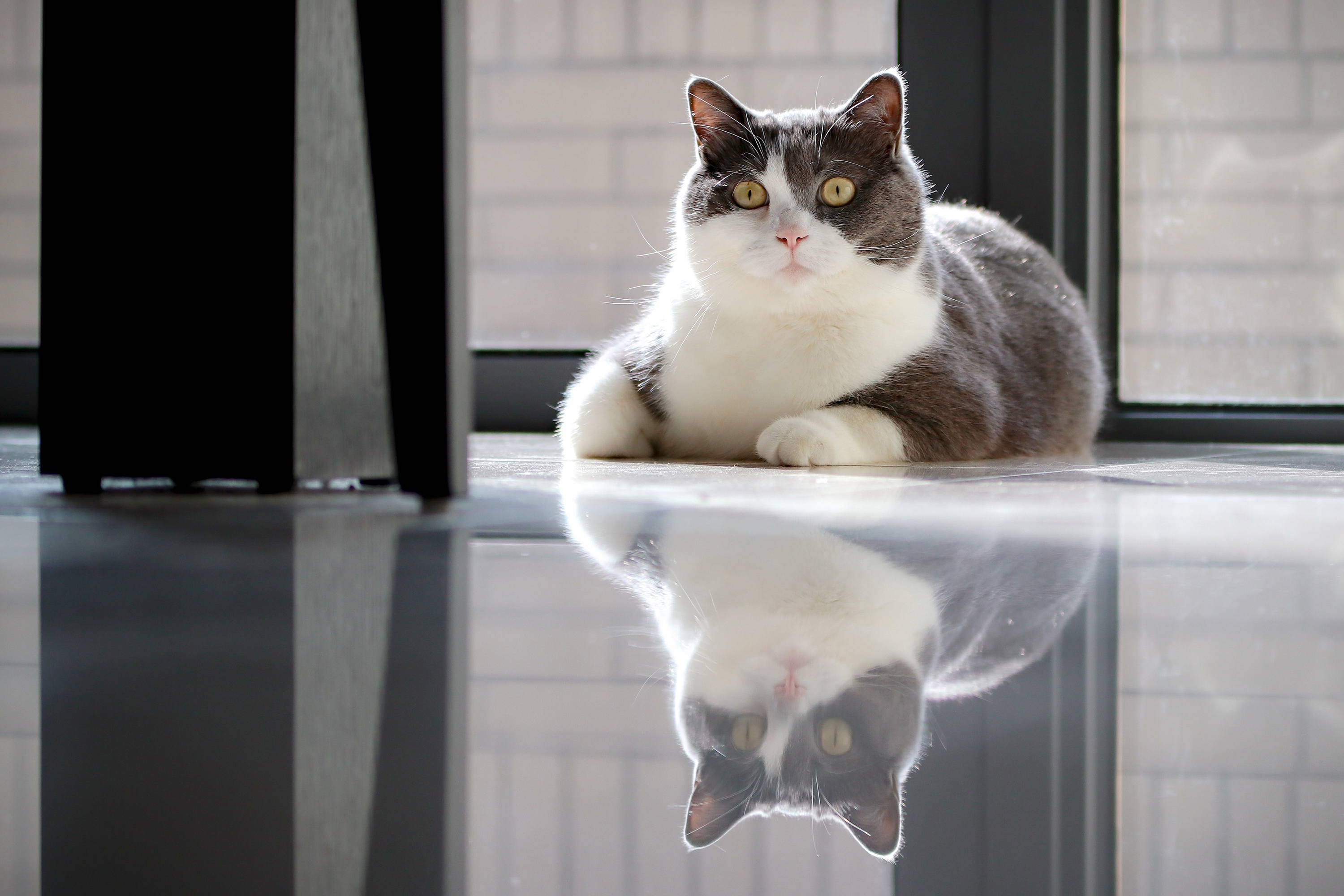 Кот