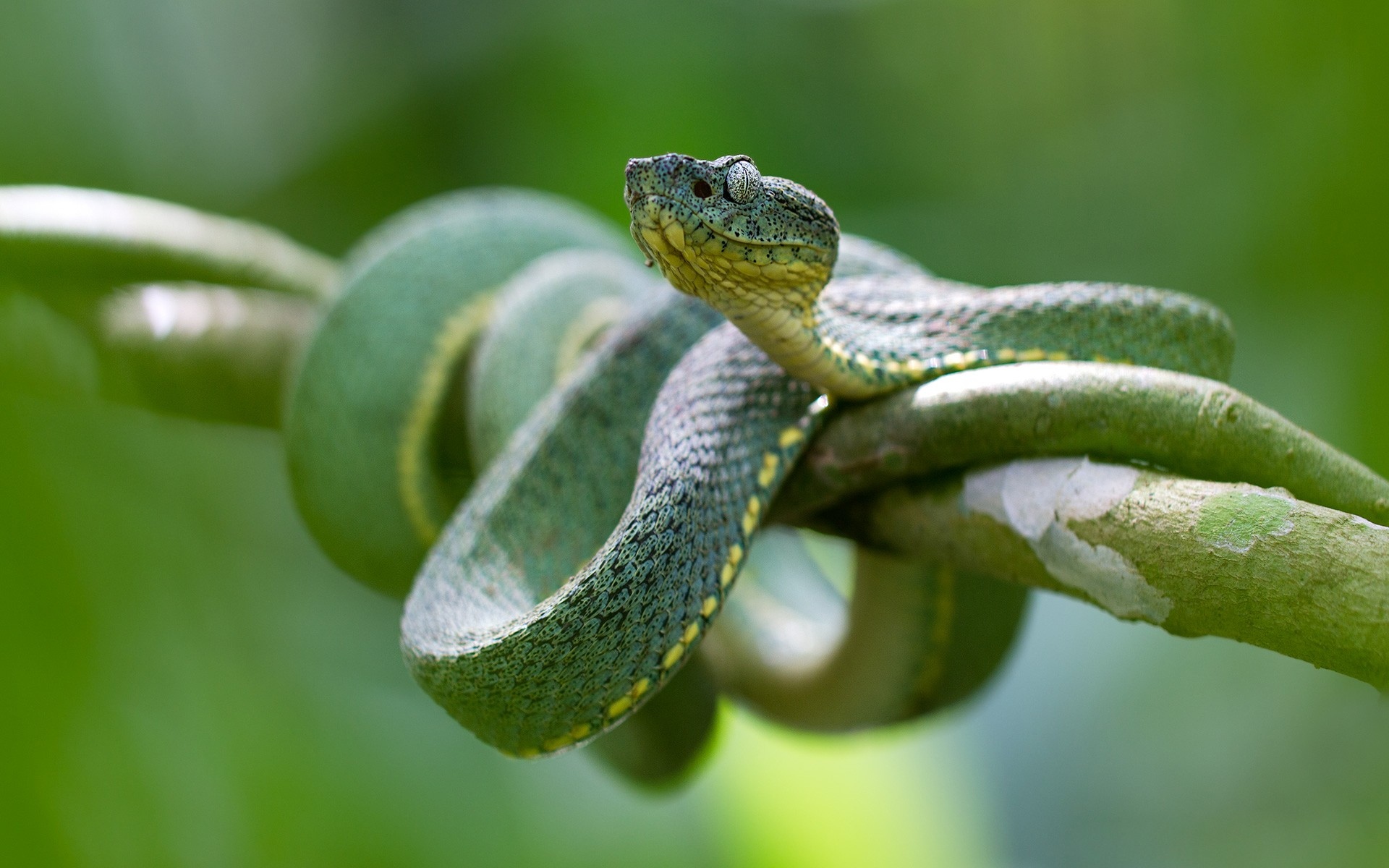 Зелёная змея Рюкю