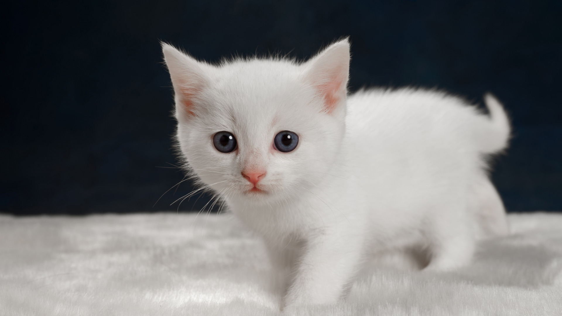 белый котёнок