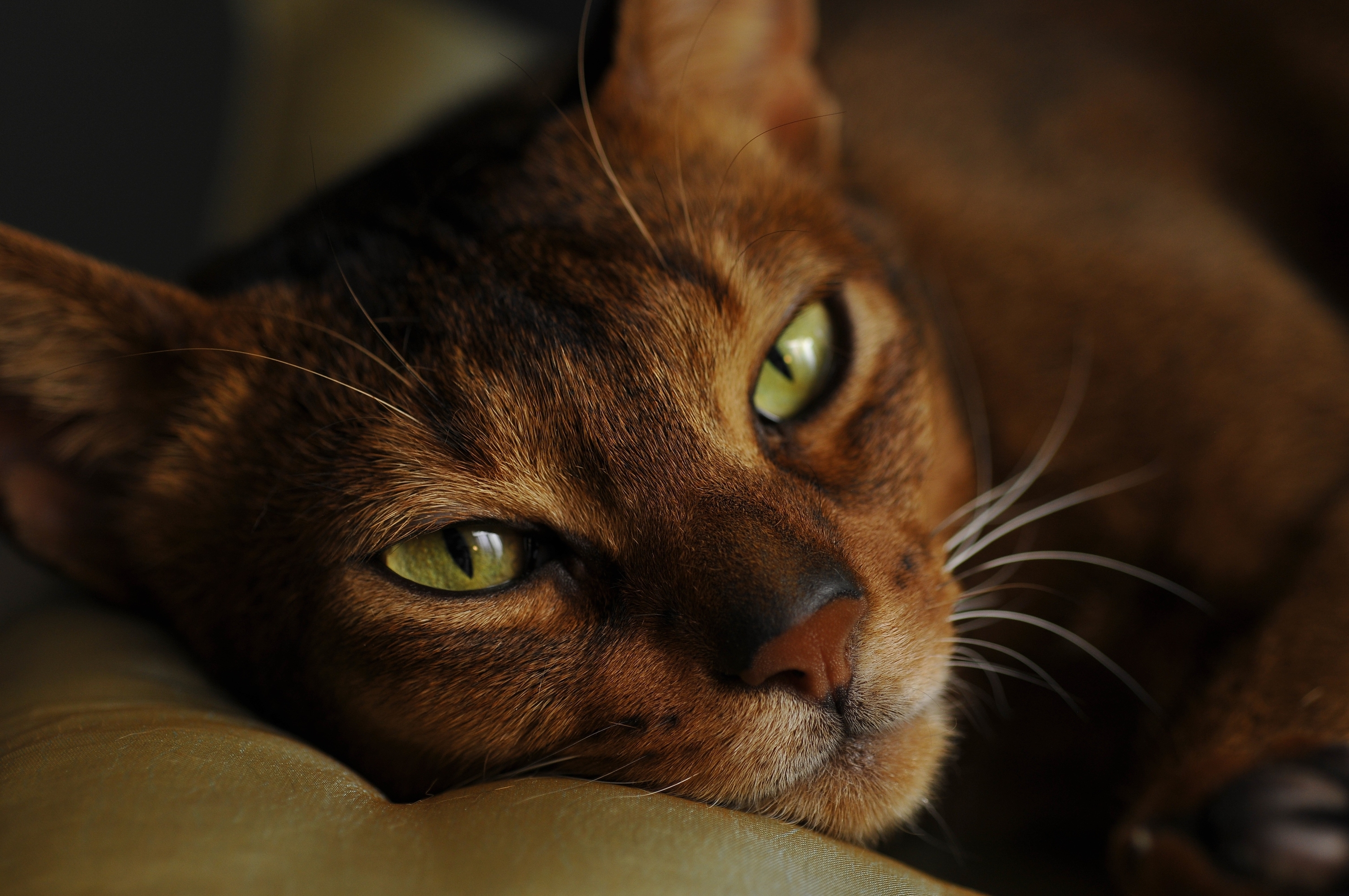 Кошка