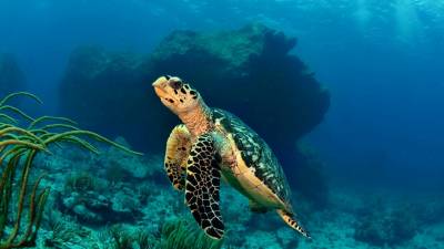 Черепаха на глубине