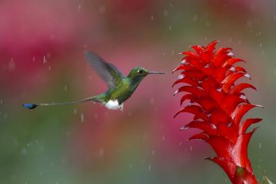 Колибри у красного цветка