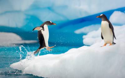 Два пингвина на льду