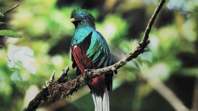 The quantal quetzal