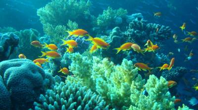 Коралловые рифыв и рыбы