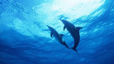 Два дельфины