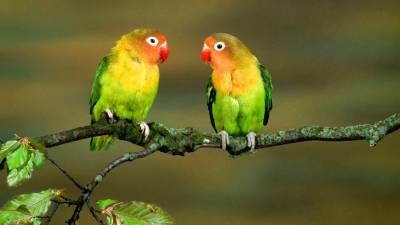 Два попугая на ветке