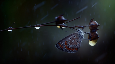 капли, бабочка, дождь, ветка