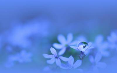 Капля на синем цветке