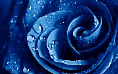 Капли на синем цветке