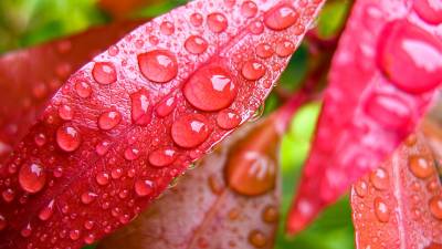 Water Bubbles On Pink Leaf