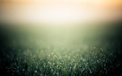 Minimalistic grass dew