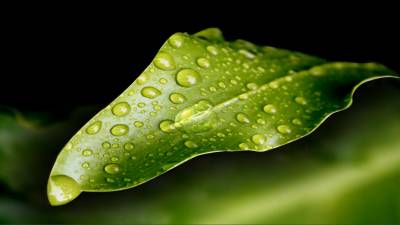 Leaf Drop