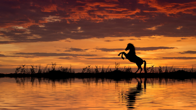 закат, лошадь, вода
