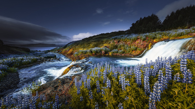 каскад, Исландия, люпины, цветы, водопад