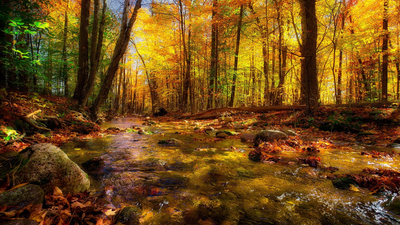 лес, река, деревья, поток, природа, осень, красота