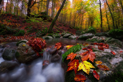 лес, осень, пейзаж, ручей, листья, деревья