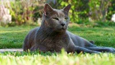 Кот на траве